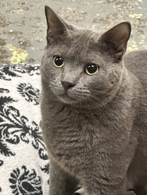 LYLE LOVETT - Domestic Short Hair available for adoption