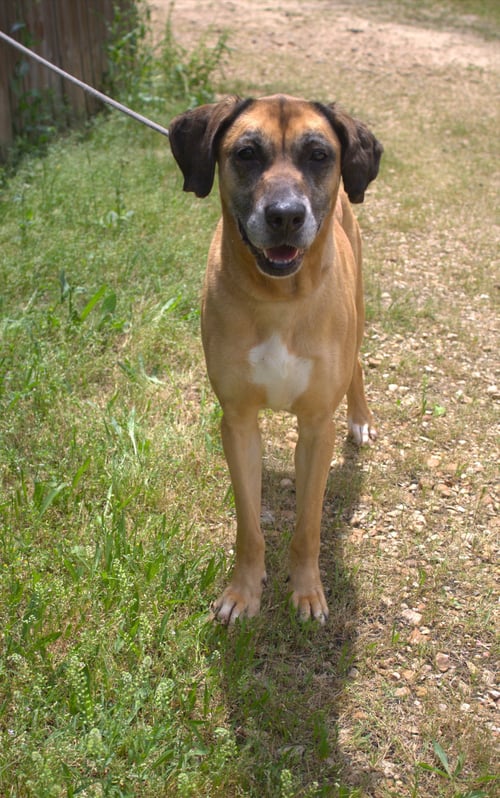 KIMMIE - Boxer available for adoption