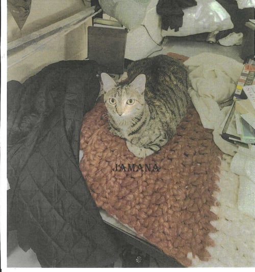 JEMANA - Domestic Short Hair available for adoption