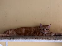 Blaze - Photo 2