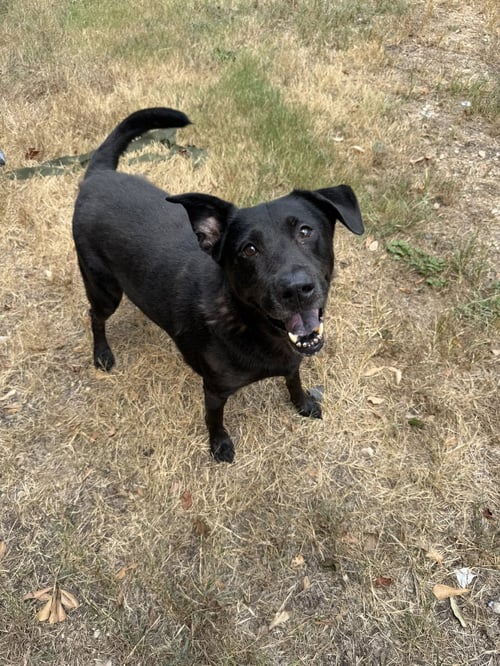 CHOPIN - Labrador Retriever available for adoption