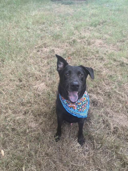 CHOPIN - Labrador Retriever available for adoption