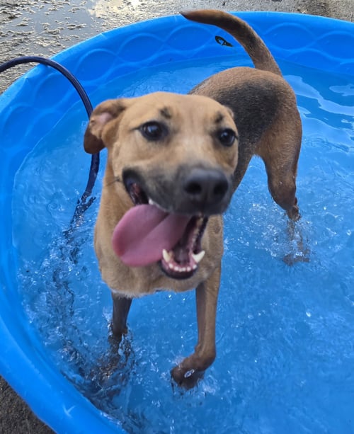 SADE - Labrador Retriever available for adoption