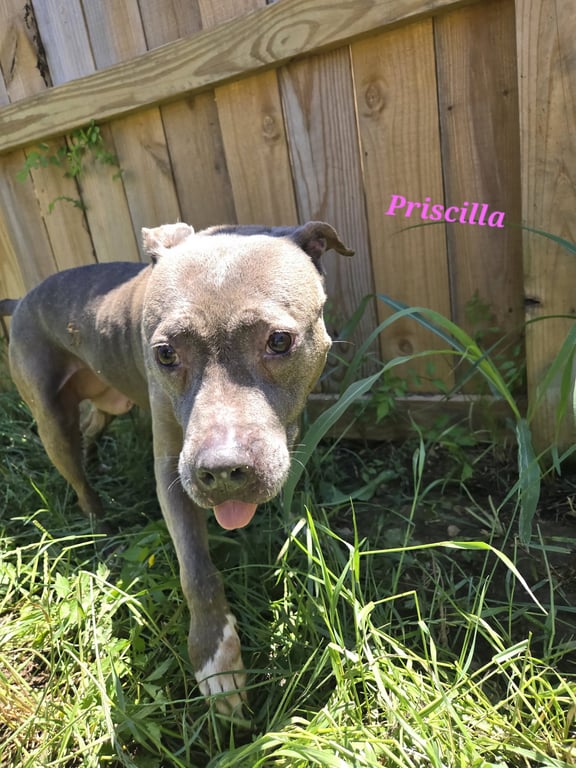 Priscilla Image