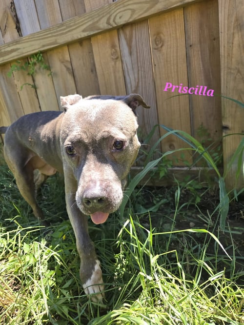 PRISCILLA - American Staffordshire Terrier available for adoption