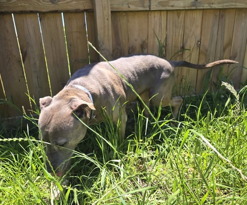 PRISCILLA - American Staffordshire Terrier available for adoption