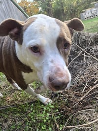 Rosco - Photo 6