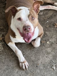 Rosco - Photo 3