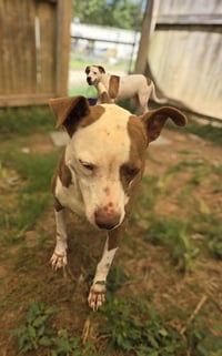 Rosco - Photo 4