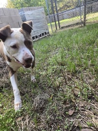 Rosco - Photo 5