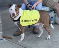 Rosco - Photo 2