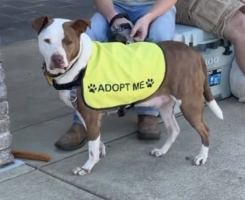 ROSCO - Hound available for adoption