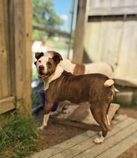 Rosco - Photo 1