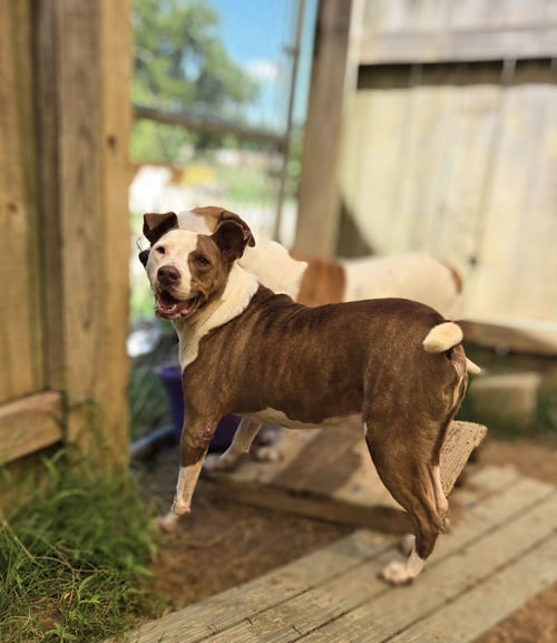 ROSCO - Hound available for adoption