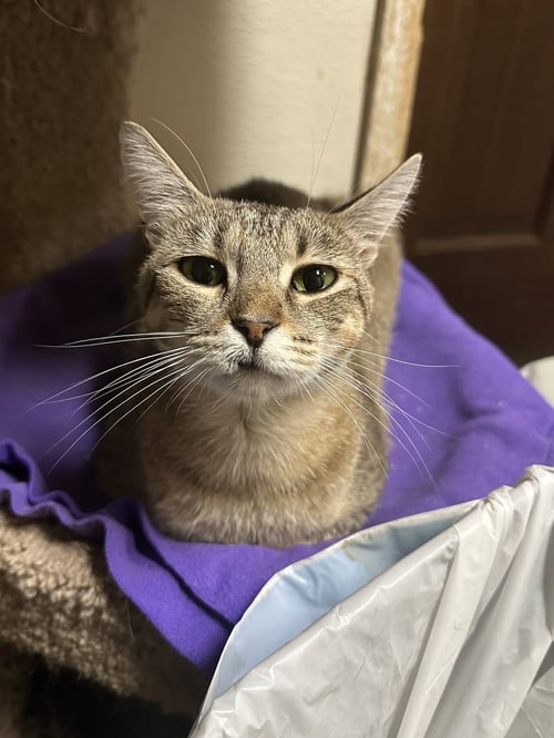 DORIS - Domestic Short Hair available for adoption