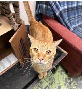 JAKE WYNDHAM - Domestic Short Hair available for adoption