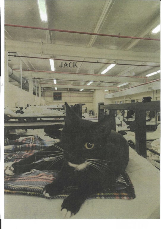 Jack Image