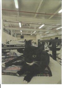 Jack - Photo 2