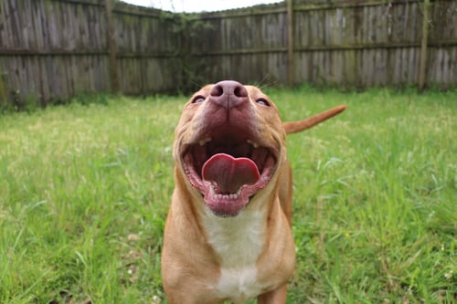 WINNIE J - Staffordshire Bull Terrier / Labrador Retriever available for adoption