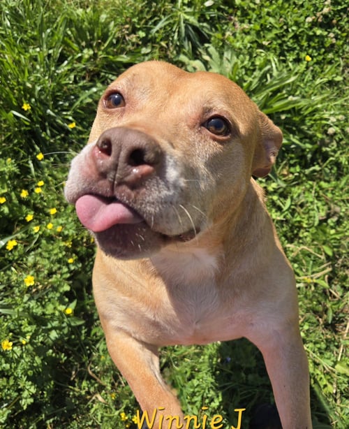 WINNIE J - Staffordshire Bull Terrier / Labrador Retriever available for adoption