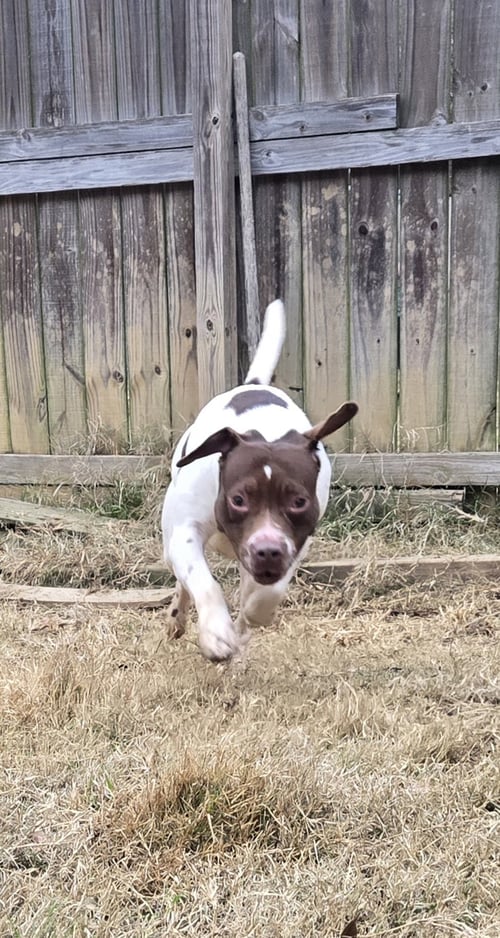 HARRIETT - American Staffordshire Terrier available for adoption