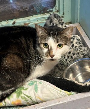 ALTHEA - Domestic Short Hair available for adoption