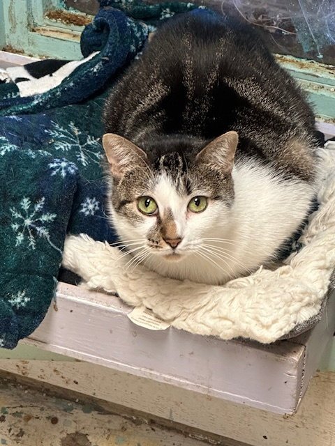 ALTHEA - Domestic Short Hair available for adoption
