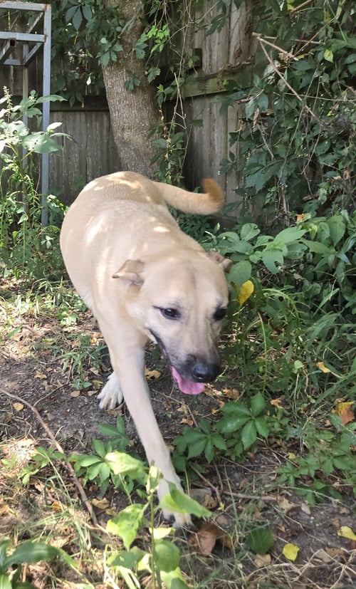 BIONDA - Yellow Labrador Retriever / Black Mouth Cur available for adoption