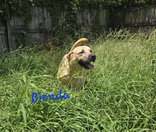 BIONDA - Yellow Labrador Retriever / Black Mouth Cur available for adoption