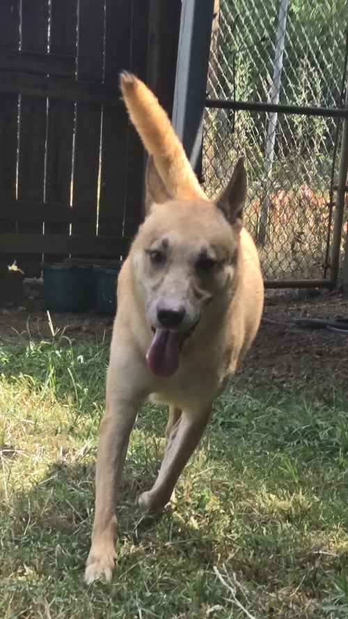 MACAROON - Carolina Dog / Black Mouth Cur available for adoption