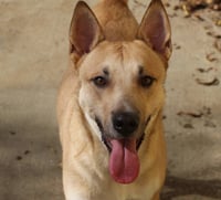Macaroon - Photo 2