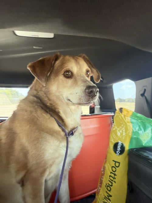 CLYDE - Labrador Retriever / Hound available for adoption