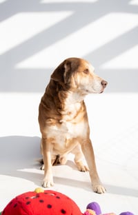 Clyde - Photo 4