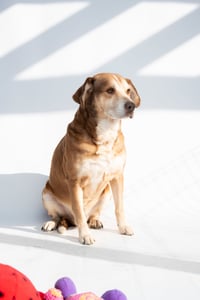 Clyde - Photo 6