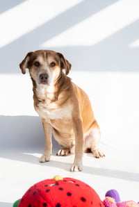 Clyde - Photo 5