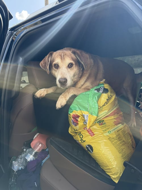 CLYDE - Labrador Retriever / Hound available for adoption