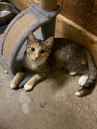 Ruby - Photo 2