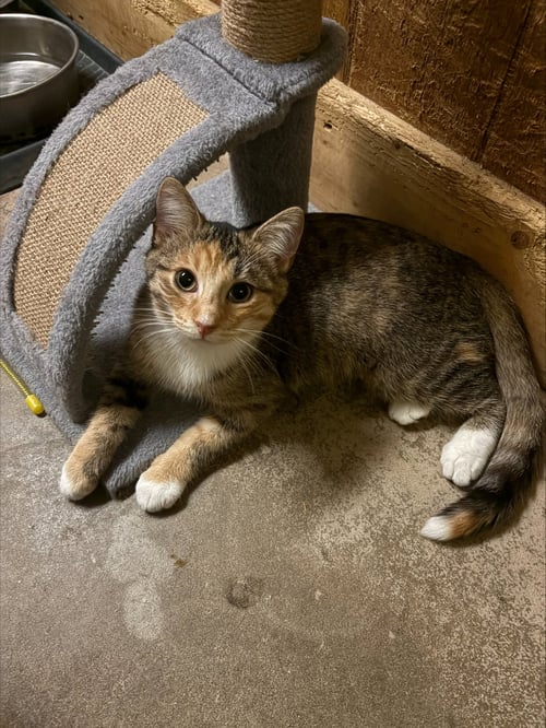 RUBY - Domestic Short Hair available for adoption