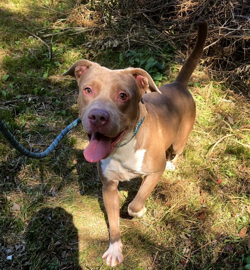 MARK - Staffordshire Bull Terrier / American Pit Bull Terrier available for adoption