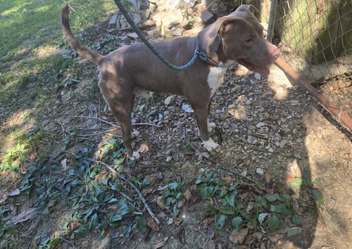 MARK - Staffordshire Bull Terrier / American Pit Bull Terrier available for adoption