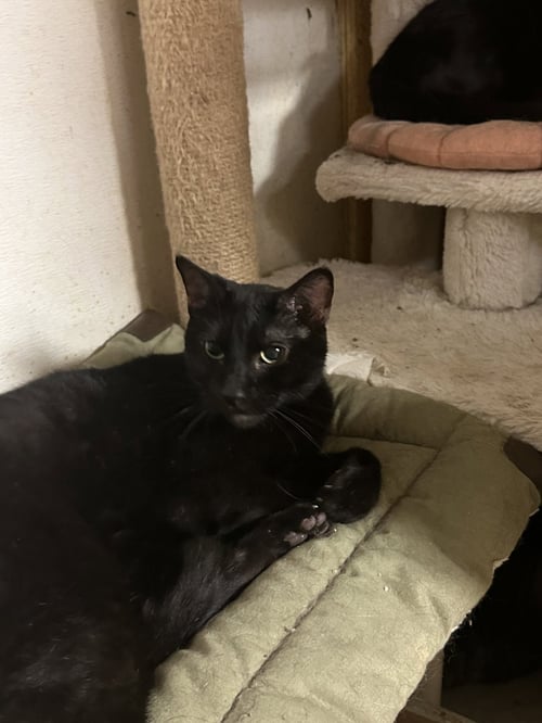 BOOGALOO - Domestic Short Hair available for adoption
