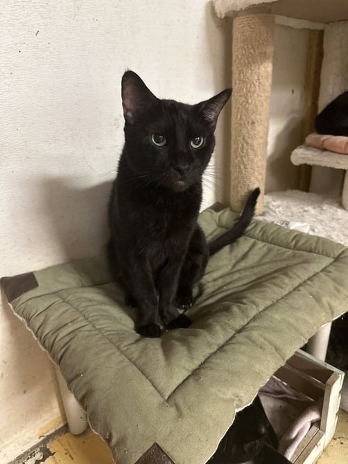 BOOGALOO - Domestic Short Hair available for adoption