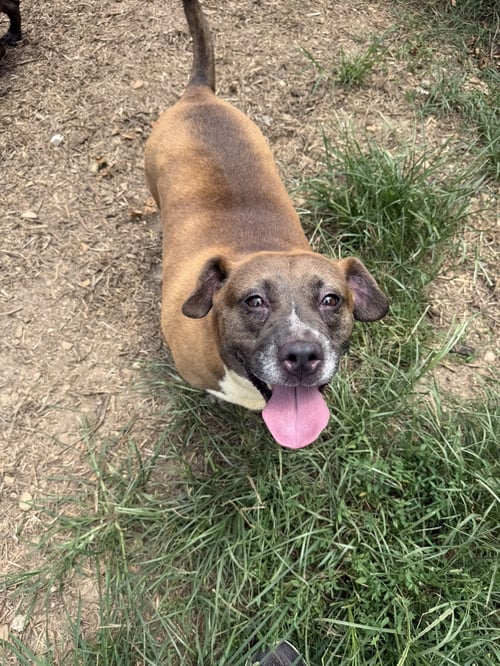 BRANDI - Bulldog / Labrador Retriever available for adoption