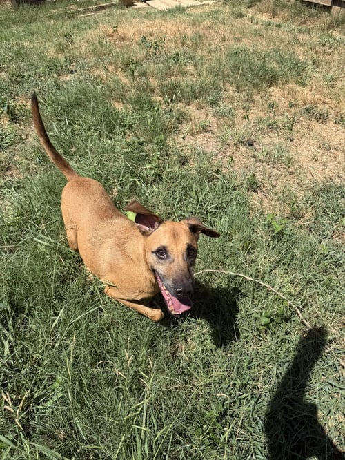 PECAN PINWHEEL - Black Mouth Cur / Carolina Dog available for adoption
