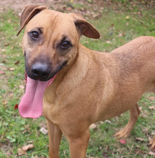 PECAN PINWHEEL - Black Mouth Cur / Carolina Dog available for adoption