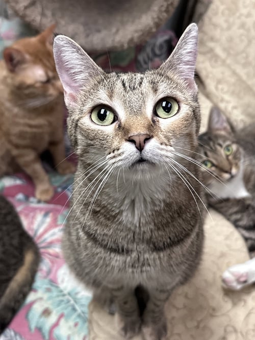 ISIS - Domestic Short Hair available for adoption