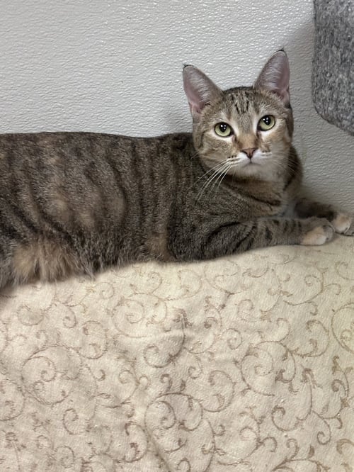 ISIS - Domestic Short Hair available for adoption