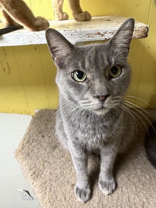GRAY GARDENS - Domestic Short Hair available for adoption