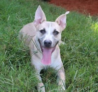 Benji - Photo 1