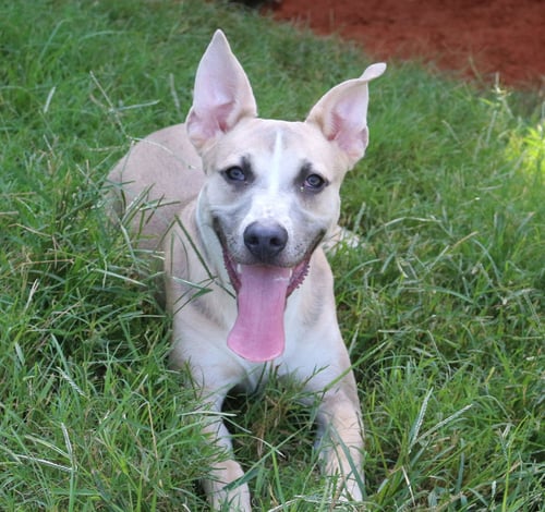BENJI - Carolina Dog / Basenji available for adoption